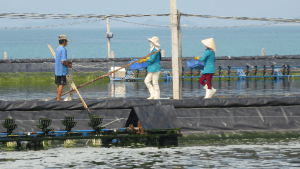 Mariculture in Vietnam